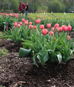 'Ad Rem' tulips (foreground) planted on top of tilled soil and covered with mulch. Both varieties used in the study continued to bloom well in the third spring after planting. (Click for larger image.)