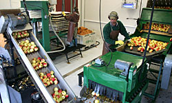 Making Cornell Cider.  Click image to view video.