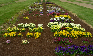 Unmulched (left) and mulched pansies and violas in the overwintering trials.