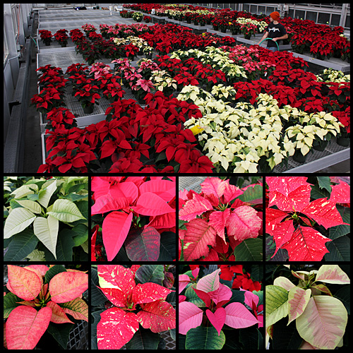 Some of this year's varieties in the Hortus Forum poinsettia sale. (Click image for larger view.)