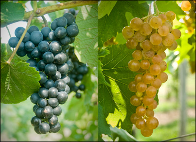 Introducing ‘Arandell’ (formerly NY95.0301.01, left) and ‘Aromella’ (formerly NY76.0844.24, right).  The new names of the grapes were announced February 7 at the Viticulture 2013 conference.