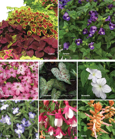 Great annuals for shade.