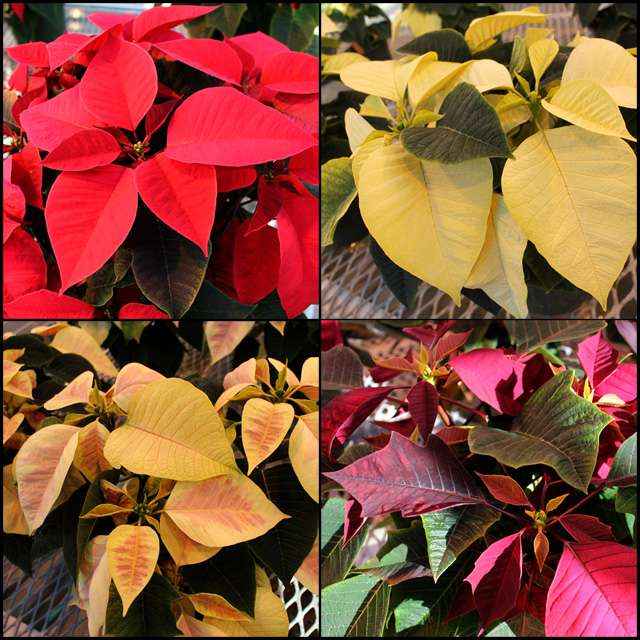 This year's poinsettia varieties (clockwise from upper left): red, white, burgundy/speckled, white/pink variegated. Click image for a larger view.