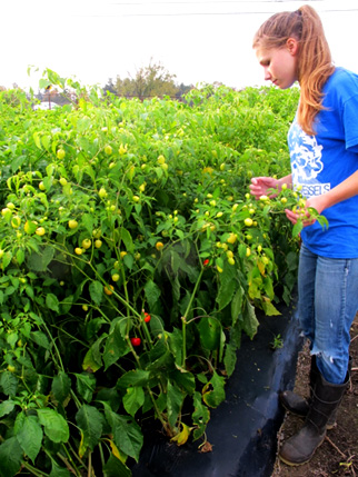 Research assistant Priscilla Thompson tends ornamental peppers.