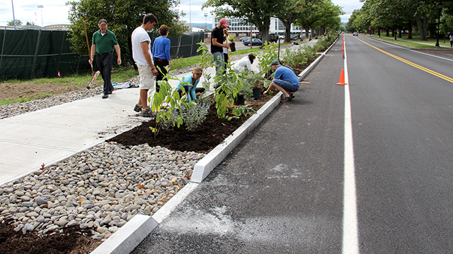 The shrubs used are tolerant to road salt and intermittent flooding and dry soil conditions.