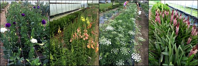 Lisianthus planting in the high tunnel, Snapdragon trial in late May, harvesting the Ammi field trial, Eucomis in high tunnel.
