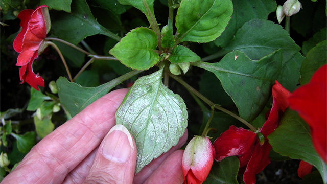 Infected impatiens show characteristic white “downy” spore structure coating on the undersides of the leaves.