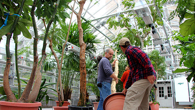 CUAES staff stage large specimens in the Student House section of the  new Liberty Hyde Bailey Conservatory Greenhouse in preparation for moving them into the Palm House.