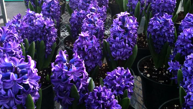 Can you smell the hyacinths?