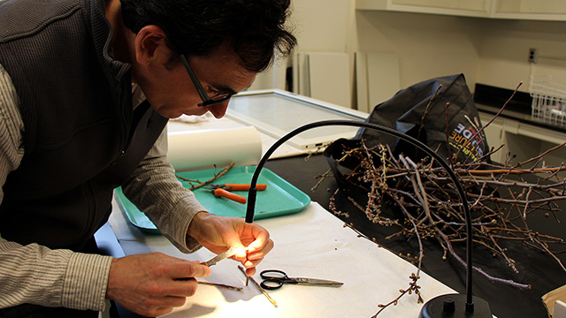 Greg Peck dissects fruit buds to assess frost damaage.