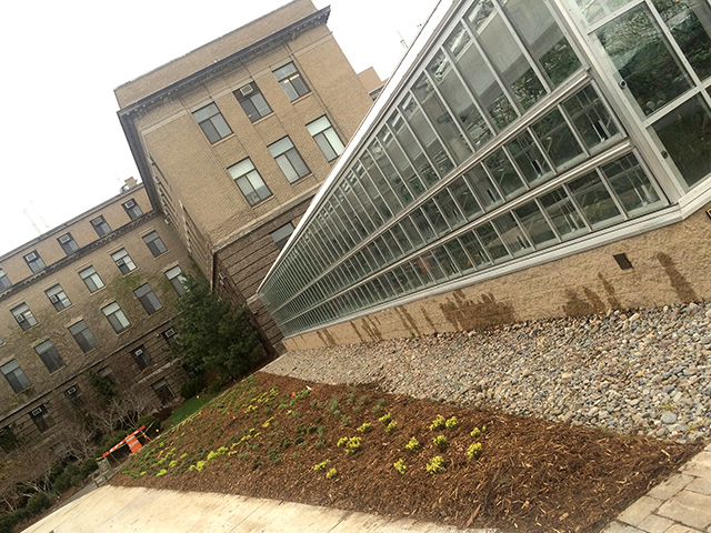 New planting outside the Liberty Hyde Bailey Conservatory at the entrance of the Plant Science Building.