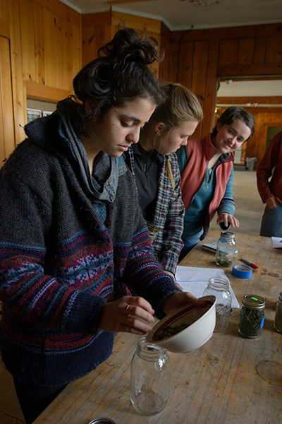 Students in the Ithaca group work with local herbalists to prepare herbal infusions (Photo: Isabel Gareau)
