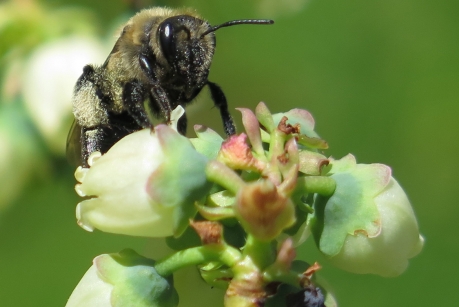 A digger bee forages on blueberry flowers. Previous research has shown that bees pass parasites and pathogens to each other when they forage on wildflowers, but the details of exactly how disease is spread through diverse communities of bees is unclear. (Photo: Scott McArt)