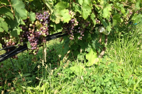Undervine cover crop in vineyard.