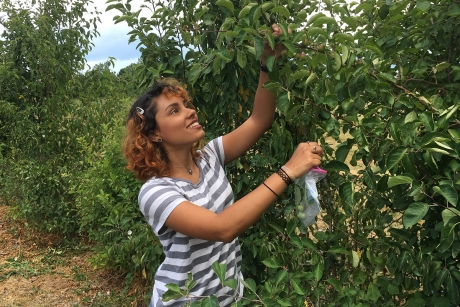 Sofia González Martinez of the University of Puerto Rico researched the viability of using progeny of a native apple species crossed with a Cornell breeding selection for use in hard cider production for a project with Professor Susan Brown. (Photo: Susan Brown)