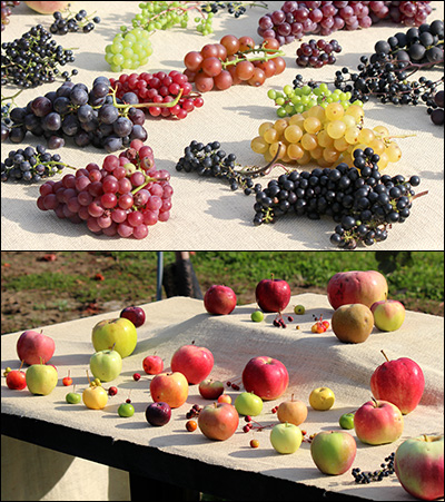 apple and grape cultivars