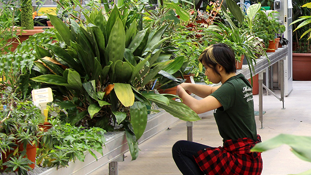 Chan at work in the Liberty Hyde Bailey Conservatory
