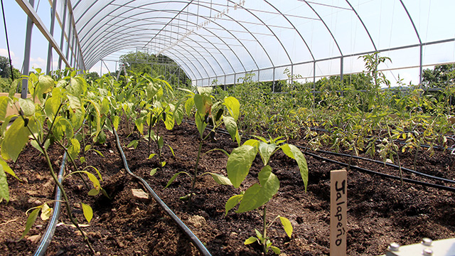 The warmer temperatures inside the tunnel will help extend harvest of heat-loving crops like peppers, tomatoes and eggplant later in the fall.