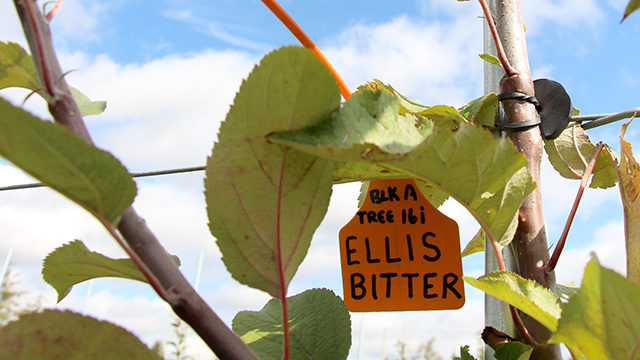 ' Ellis Bitter' a traditional English cider apple, is one of the many varieties in the trial.
