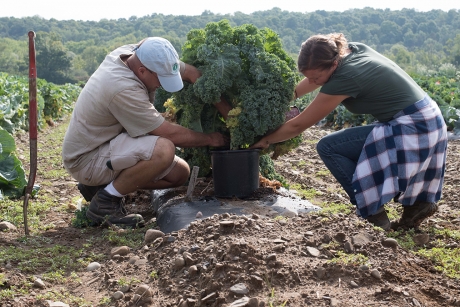 Hannah Swegarden, right, and technician Matt Wavrick transplant a kale cultivar from a research field at the Homer C. Thompson Vegetable Research Farm in Freeville, New York. (Photo: Matt Hayes/College of Agriculture and Life Sciences)