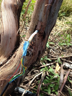 A sensor installed in the trunk of a grapevine. After the installation of the sensor, the researchers cover and insulate the trunk.