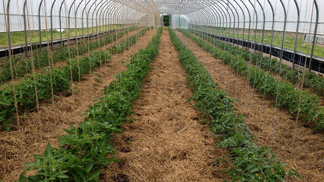 high tunnel tomatoes