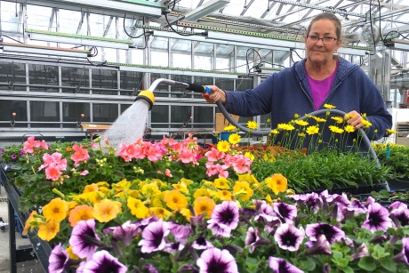Greenhouse grower Julie Blaha relishes the springtime color March 15, as she waters flowers at the Post Labs in the middle of a snowstorm. (Photo: Blaine Friedlander/Cornell Chronicle)