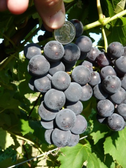 The new breed of grape is remarkable for the large size of its berries. Photo by Bruce Reisch/CALS.