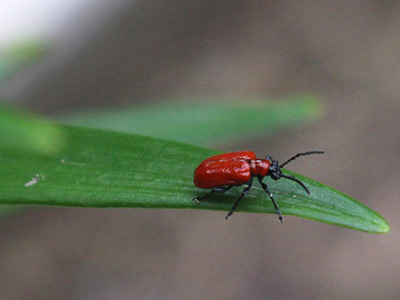 Lily leaf beetle adult on Asiatic lily. Photo by Joellen Lampman.