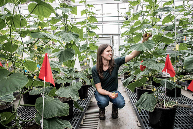 Lauren Brzozowski inspects cucumber plants in the Guterman Greenhouse Complex. Photo by Matt Hayes/College of Agriculture and Life Sciences.