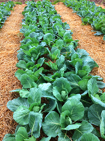 mulched cabbage