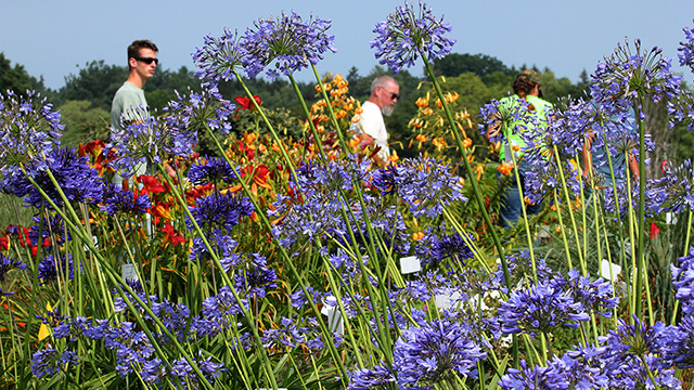 Overwintered Agapanthus in the perennial plantings at Bluegrass Lane. (Photo: Anja Timm)