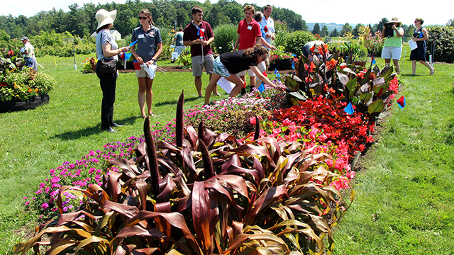 Floriculture Field Day participants used flags to vote for their favorite flowers.