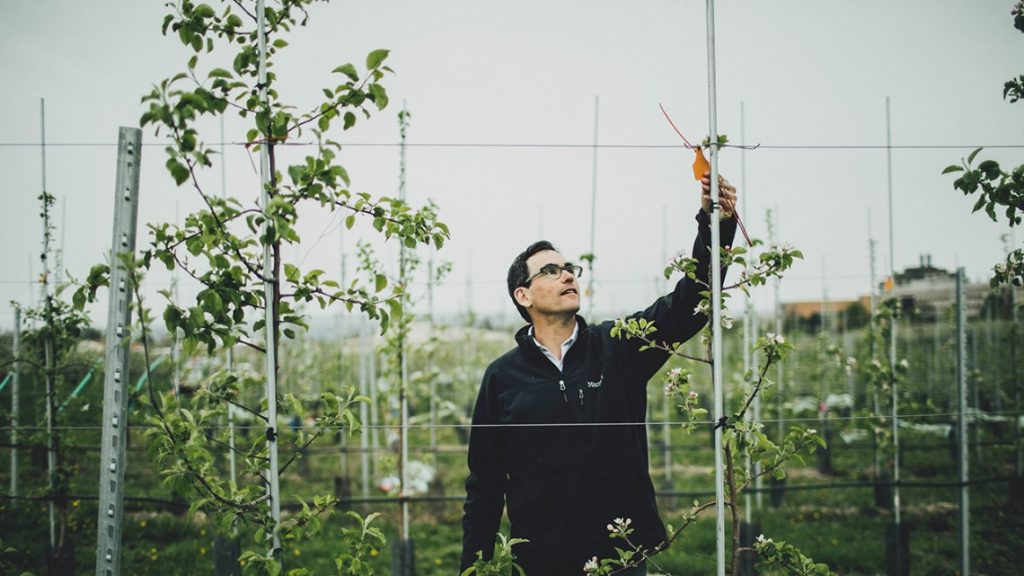 Gregory Peck, assistant professor of horticulture, tags apple trees as part of a research trial at Cornell Orchards.