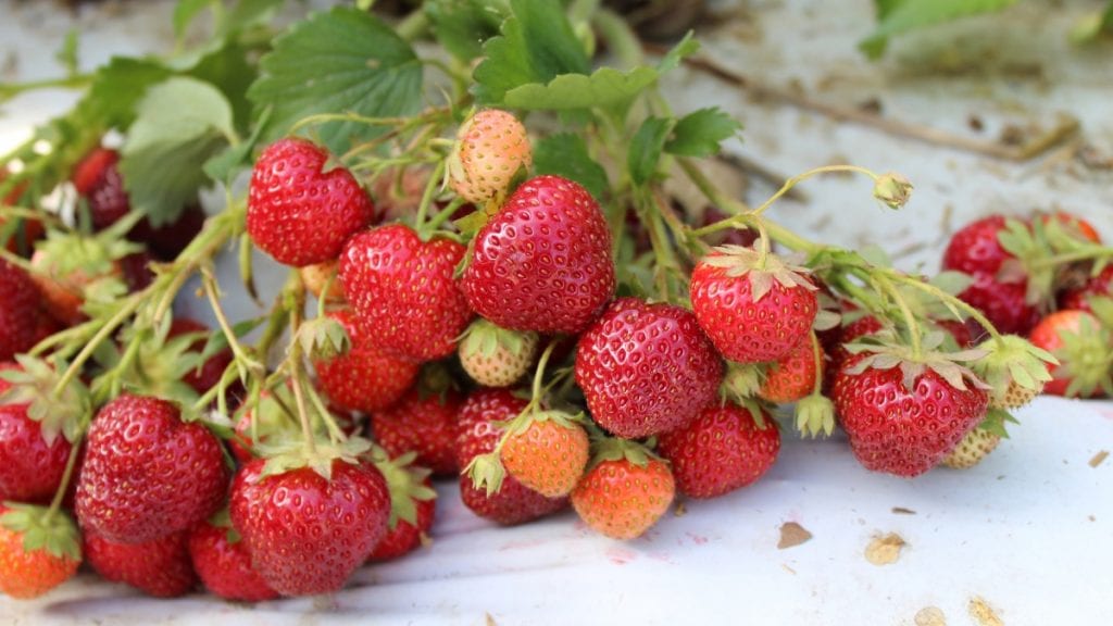 Cornell’s berry breeding program is releasing two new varieties, which will be available for planting in spring 2019: a strawberry, Dickens, and a raspberry, Crimson Treasure.