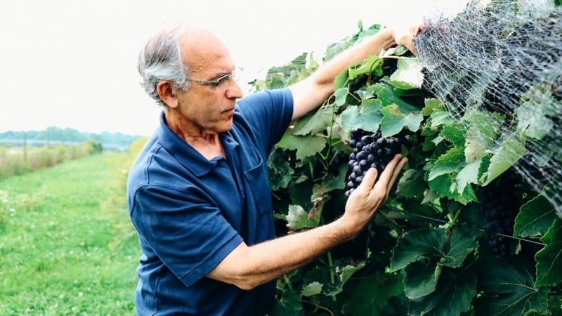 Bruce Reisch with Everest Seedless grape vines