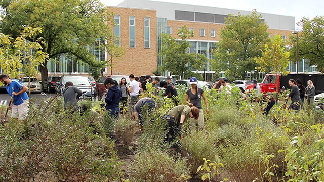 Students in Creating the Urban Eden: Woody Plant Selection, Design, and Landscape Establishment (PLHORT/LA 4910) plant trees and shrubs in the Peterson Lot bioswale.