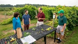 Lance Cadle-Davidson of the U.S. Department of Agriculture’s Agricultural Research Service (USDA-ARS), center, elaborates last summer on Cornell grape research with, left to right, President Martha E. Pollack, geneticist Benjamin Gutierrez of USDA-ARS and Bruce Reisch, professor of grapevine breeding and genetics. Photo by Cornell Brand Communications 