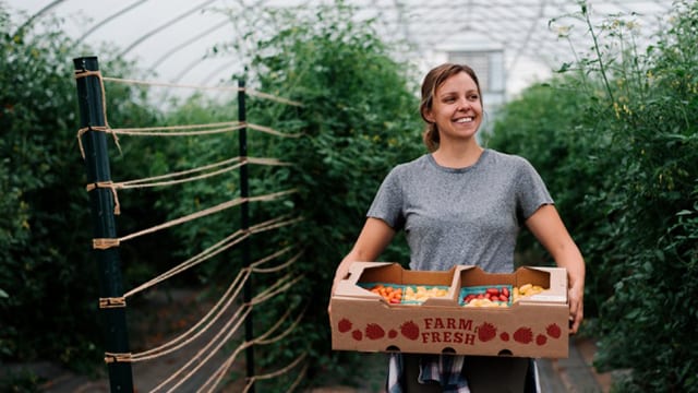  Hannah Swegarden, horticulture doctoral student, with a bin of Galaxy Suite tomatoes.