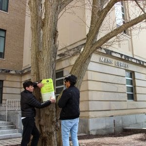 Tagging Katsura tree outside Mann Library