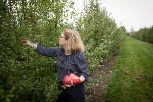 Brown picks apples in a Cornell AgriTech orchard.