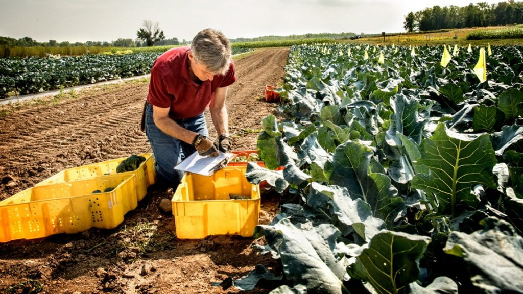 Thomas Björkman, professor in the Horticulture Section, studies broccoli in a field at Cornell AgriTech.