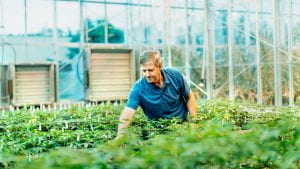 Larry Smart, professor in the Horticulture Section of the School of Integrative Plant Sciences, examines industrial hemp in a greenhouse.