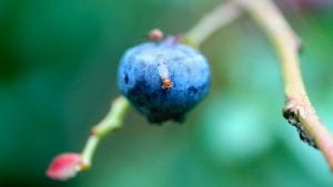 Spotted-wing drosophila  on a blueberry