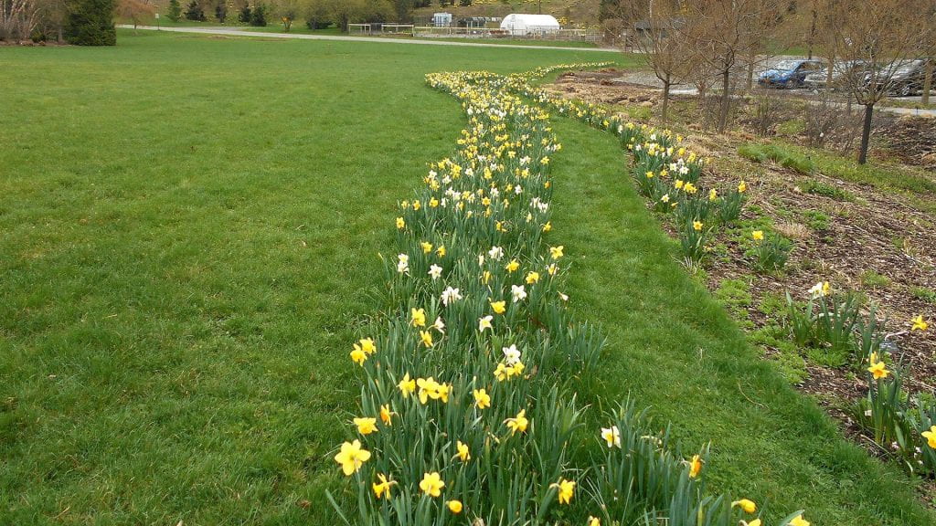 daffodils along bioswale