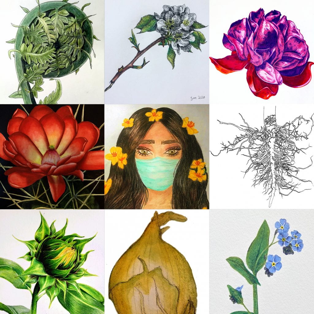 composite of student works from botanical illustration intensive course