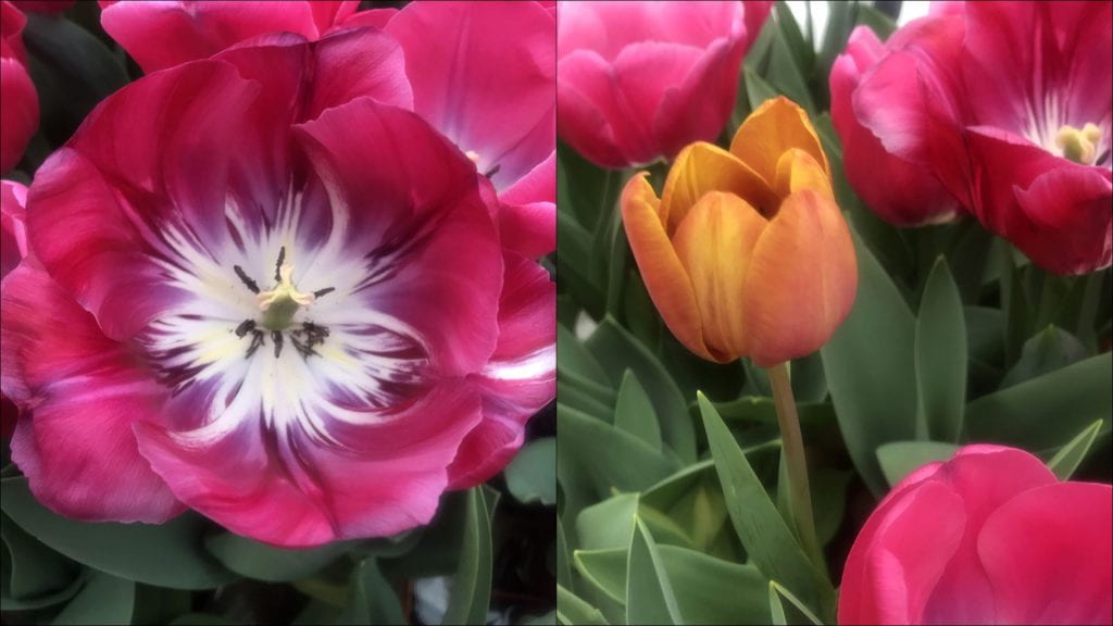 broken tulip and theif tulip