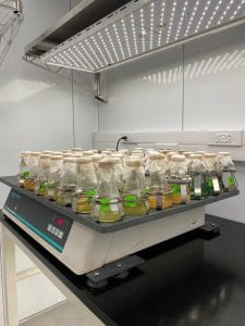 Flasks of Neurospora crassa exposed to different fungicides