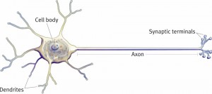 3_11-neuron