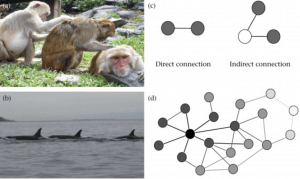Indirect connections in animal social networks